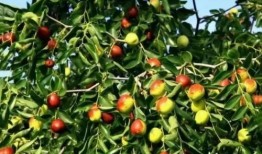 兰州籽瓜能免费吃吗